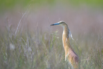 Alaca balıkçıl » Ardeola ralloides » Squacco heron