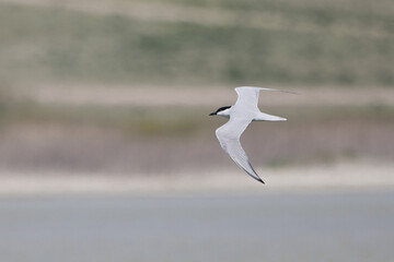 Sumru » Sterna hirundo » Common Tern