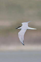 Sumru » Sterna hirundo » Common Tern