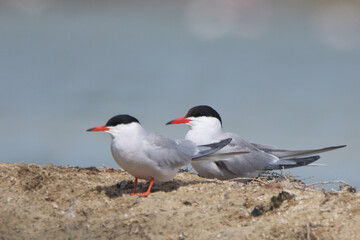 Sumru » Sterna hirundo » Common Tern