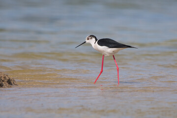 Uzunbacak » Black-winged Stilt » Himantopus himantopus