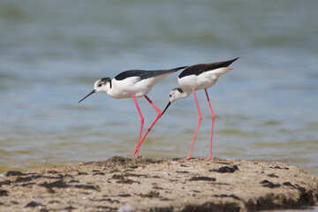 Uzunbacak » Black-winged Stilt » Himantopus himantopus