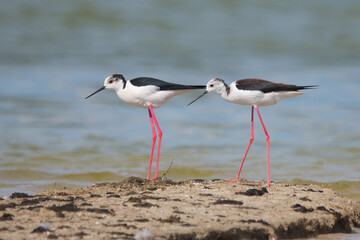 Uzunbacak » Black-winged Stilt » Himantopus himantopus