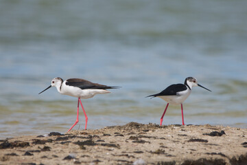 Uzunbacak » Black-winged Stilt » Himantopus himantopus