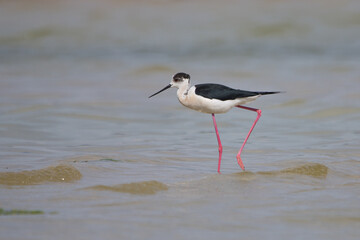 Uzunbacak » Black-winged Stilt » Himantopus himantopus