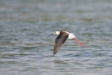 Uzunbacak » Black-winged Stilt » Himantopus himantopus