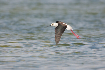 Uzunbacak » Black-winged Stilt » Himantopus himantopus