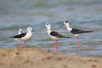 Uzunbacak » Black-winged Stilt » Himantopus himantopus