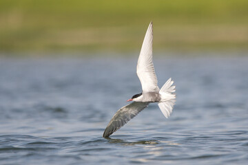 Sumru » Sterna hirundo » Common Tern