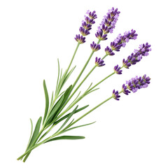 Fototapeta premium Aromatic Lavender Sprigs Isolated on White Background