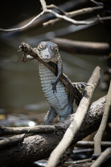 little baby crocodile