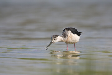 Uzunbacak » Black-winged Stilt » Himantopus himantopus