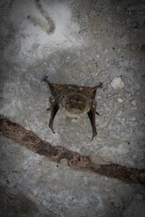 bat in a cave