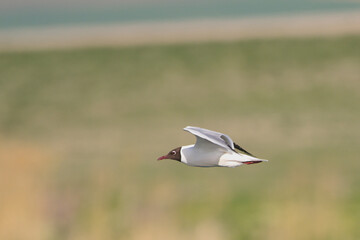  Karabaş martı » Larus ridibundus » Black-headed gull