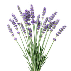 Naklejka premium Fresh Lavender Bouquet on White Background