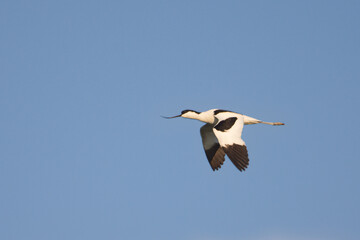 Kılıçgaga » Recurvirostra avosetta » Pied avocet