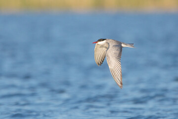 Sumru » Sterna hirundo » Common Tern