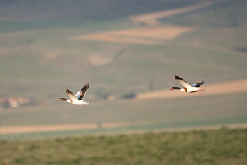 Suna » Common Shelduck » Tadorna tadorna