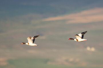 Suna » Common Shelduck » Tadorna tadorna