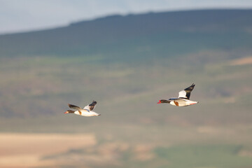 Suna &raquo; Common Shelduck &raquo; Tadorna tadorna