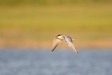 Sumru » Sterna hirundo » Common Tern