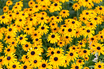 Yellow coneflower flower. Natural flower plant. Flora nature. Yellow flower background. Floral coneflower yellow background. Coneflower flower. Flowering coneflower in garden. Outdoor flowering plant