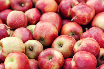 Organic fruit market, shop sale, agricultural business and eco farm. Natural background and texture. Many tasty sweet fresh red apples in garden, warehouse or store, outdoor, copy space, close up