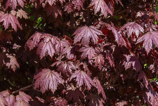 Red Maple tree background on the of fall season. Norway maple Crimson Sentry, Acer platanoides Crimson Sentry autumn background.