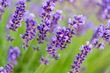 Purple lavender bloom in nature. Composition of nature. Summer blooming flower. Blooming flower field. Field of lavender. Lavender flower in summer. France Provence field. Lavender oil