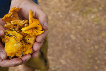 Man holding a handful of freshly picked yellow chanterelle mushrooms.