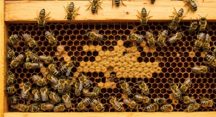 Bees Working on Honeycomb Frame Filling Cells with Honey