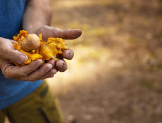 Man holding a handful of freshly picked yellow chanterelle mushrooms.