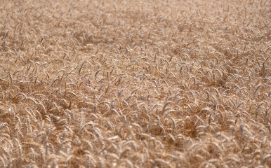 Crop field. Grain harvest. Golden spikelet. Wheat field. Golden wheat field. Ears of golden wheat background. Agricultural field view on wheat in a picturesque summer scenery