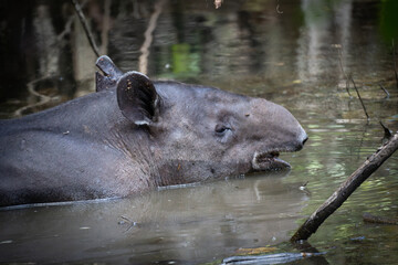 tapir in the water
