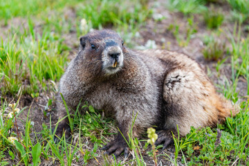 Marmot capybara. Marmot wild largest rodent. Woodchuck rodent. South American capybara. Wild animal in nature. Groundhog at zoo. Rodent animal woodchuck. Rodent marmot animal. Lazy capybara