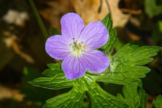 Closeup of a bight pink Wild Geranium on a sunny May day in a Wisconsin forest.