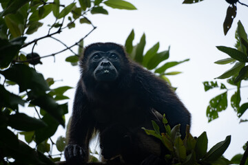 close up howler monkey