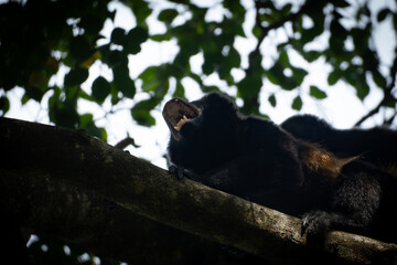 howler monkey screaming loud