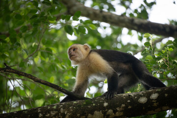 white face monkey looking for food