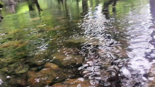 Agua corriente cristalina de fondo con arboles