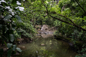 Fototapeta premium river in the forest