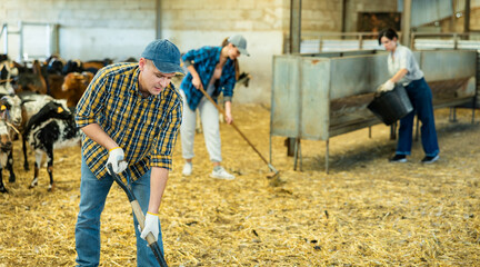 Focused adult farmer cleaning goat shelter. Daily routine of breeder of small cattle..