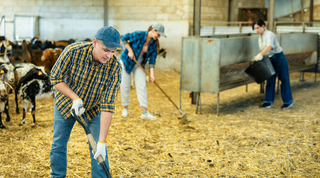 Focused adult farmer cleaning goat shelter. Daily routine of breeder of small cattle..