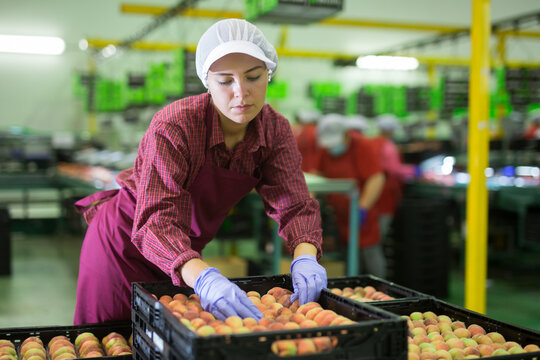 Woman worker packaging peaches at the sorting room