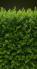 Obraz premium Emerald Green Hedge: Lush Texture, Serene Depth