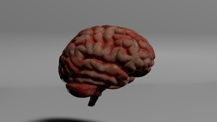 3d rendered illustration of human brain