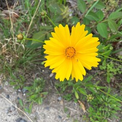 オオキンケイギクと小さな虫