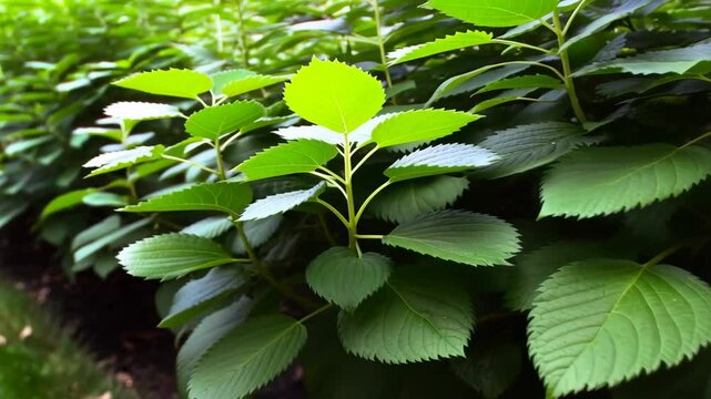 Dense green hedge of leaves, Lush leafy foliage covering a garden plant boundary in bright sunlight, fresh growth.