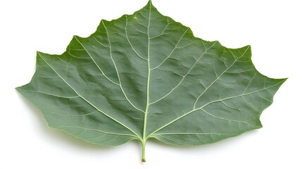 Obraz premium Single Green Leaf Isolated White Background Detailed Veins Botany