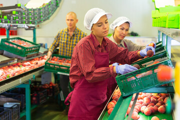 Two women working in sorting room. Man holding box full of peaches nearby.